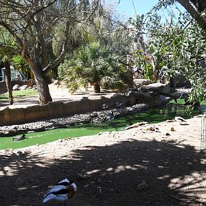 African Spurred Tortoise exhibit and moat