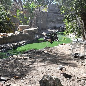 moat separates African Spurred Tortoise exhibit from Siamangs