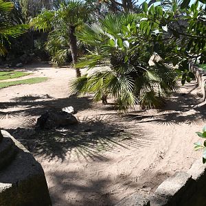African Spurred Tortoises exhibit