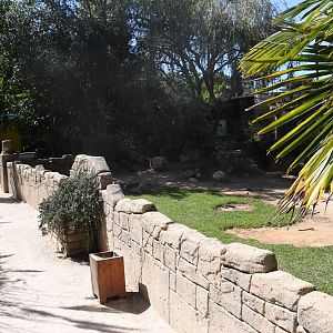 African Spurred Tortoises exhibit