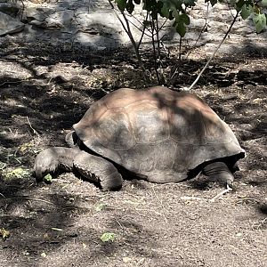 Aldabra tortoise (Aldabrachelys gigantea)