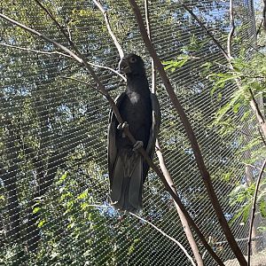 Greater vasa parrot (Coracopsis vasa)