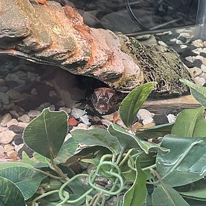 Baby Cuvier’s dwarf caimans