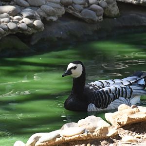 Barnacle Goose (in the moat between African Spurred Tortoises and Siamangs)