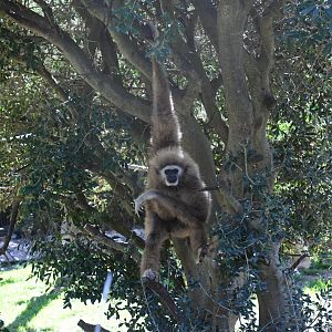 Lar Gibbon