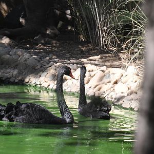 Black Swans (in the moat of Gibbons Island)