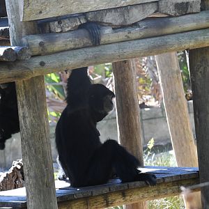 Siamang