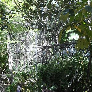 White-faced Sakis exhibit