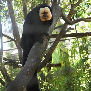 White-faced Saki