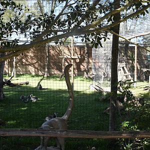 Ring-tailed Lemurs exhibit