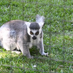 Ring-tailed Lemur
