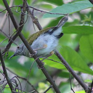 Grey-backed camaroptera  - Cameroptera brachyura