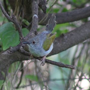 Grey-backed camaroptera - Cameroptera brachyura