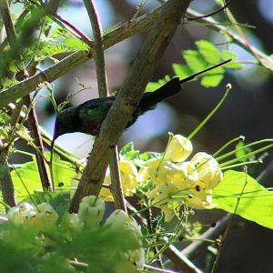 Beautiful sunbird - male