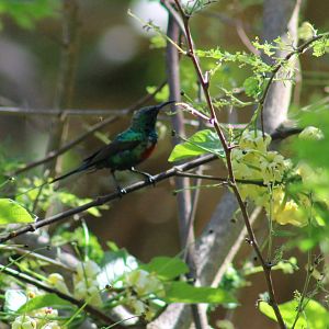 Beautiful sunbird - male