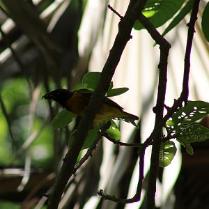 Village weaver - male