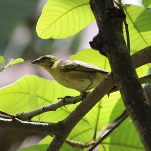 Village weaver - female