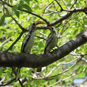 Western red-billed hornbill-pair