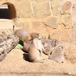 Black-tailed Prairie-Dogs