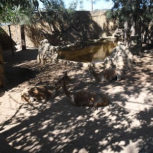 Vicunas and Capybaras paddock