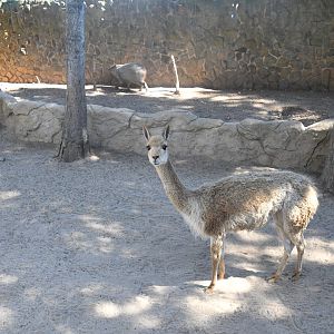 Vicuna