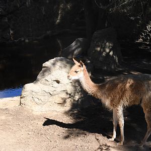 Vicuna