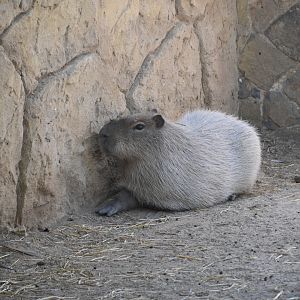 Capybara