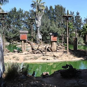Brown Capuchin Islands