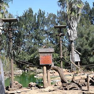 Brown Capuchin Islands