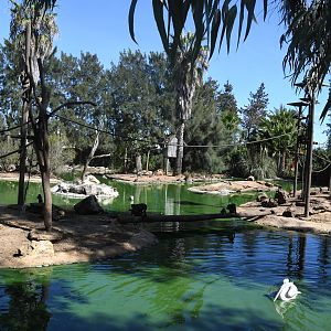 Brown Capuchin Islands
