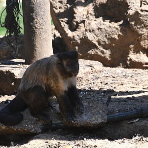 Brown Capuchin