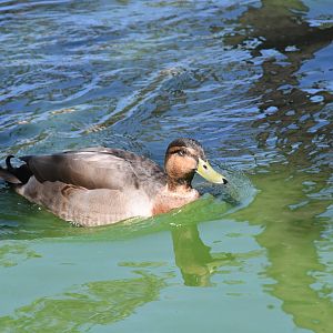 Philippine Duck (on the lake with Primate Islands)