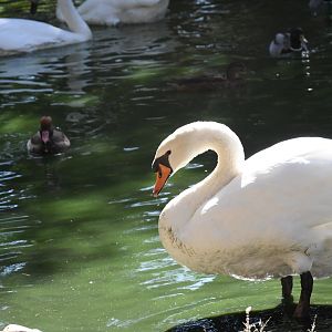 Mute Swan (on the lake with Primate Islands)