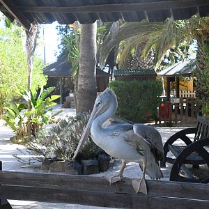 Pink-backed Pelican (free-ranging)