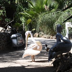Great White Pelican and Pink-backed Pelicans (free-ranging)