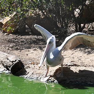 Pink-backed Pelican (free-ranging)