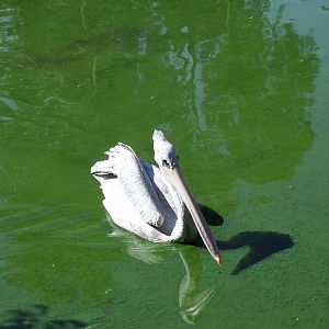 Pink-backed Pelican (free-ranging)