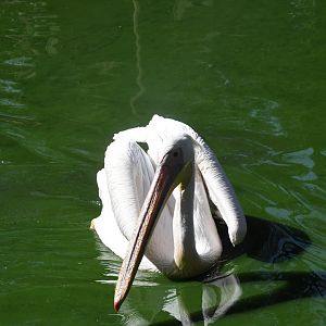 Great White Pelican (free-ranging)