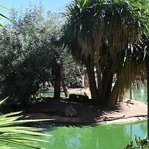 Red Ruffed Lemurs Island