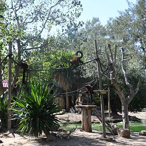 Red Ruffed Lemurs Island