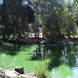 Spider Monkeys Island (2.0 Brown Spider Monkeys)