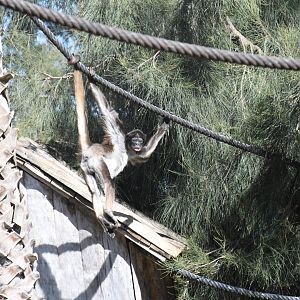Brown Spider Monkey