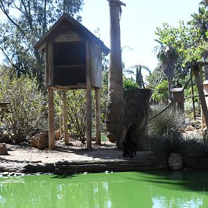 Spider Monkey Island (1.0 Red-faced Black Spider Monkey and a companion Red Ruffed Lemur)