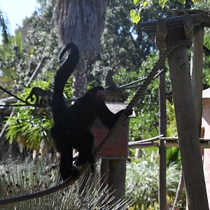 Red-faced Black Spider Monkey