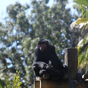 Red-faced Black Spider Monkey