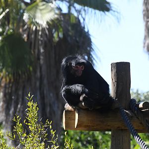 Red-faced Black Spider Monkey