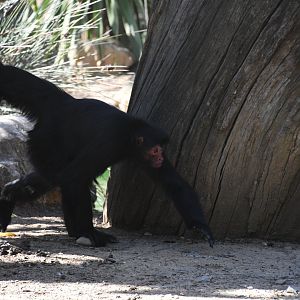 Red-faced Black Spider Monkey
