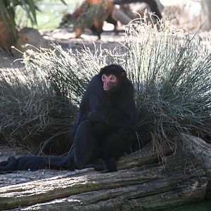 Red-faced Black Spider Monkey