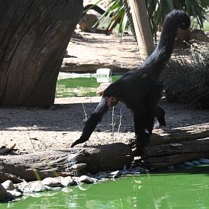 Red-faced Black Spider Monkey