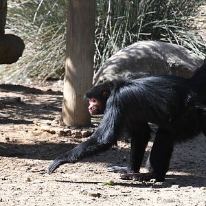Red-faced Black Spider Monkey